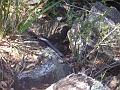 Semi-hidden Red-bellied black snake, Dangar Falls IMGP0790